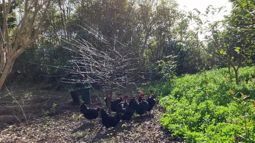 Vistalinda Farmhouse Faja dos Vimes Esterno foto