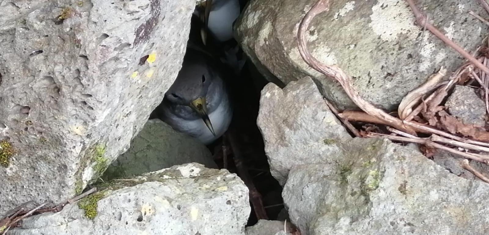 Vistalinda Farmhouse Faja dos Vimes Esterno foto